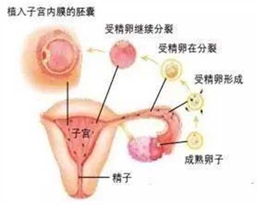 ：代孕生男生女正版清宫图，测胎儿性别超准！