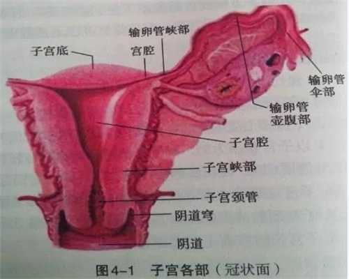 北京找个女人代孕多少钱,B超检查时医生在肚子上